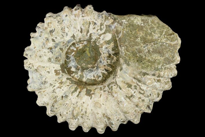 Bumpy Ammonite (Douvilleiceras) Fossil - Madagascar #115616